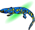 blue lizard.second.jpg